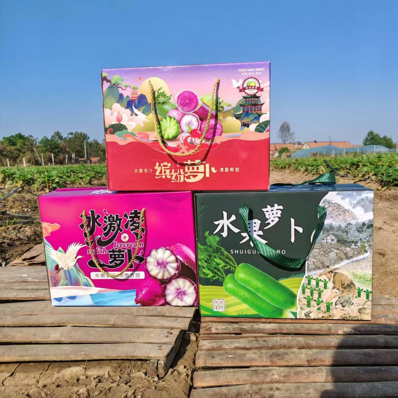 【礼盒装】潍坊正宗水果萝卜生吃脆甜不辣水果型冰激凌萝卜现拔现发