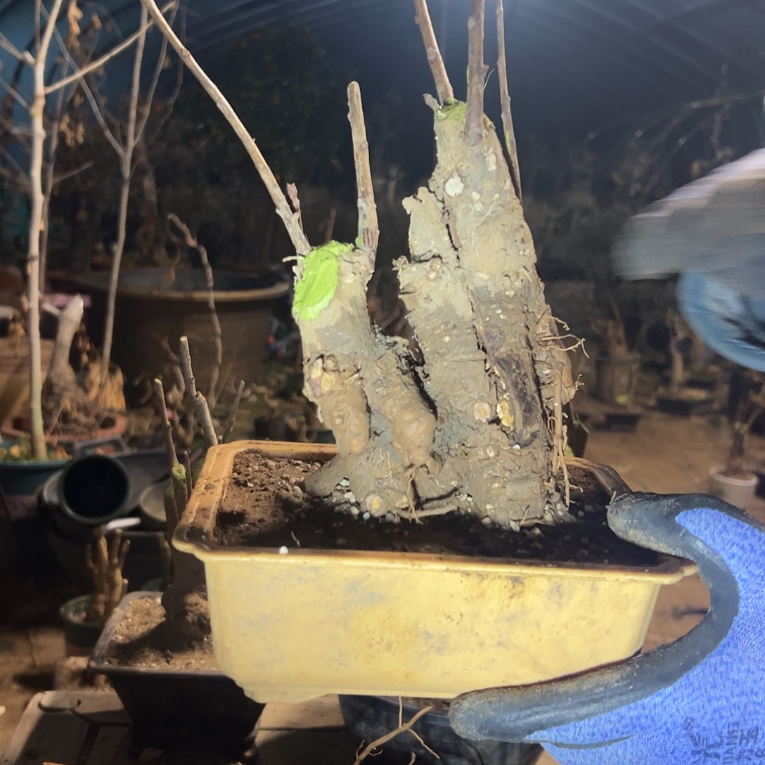 用***3无花朵银杏盆景代