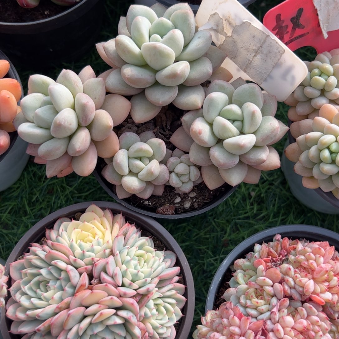 泡泡糖多肉植物保护