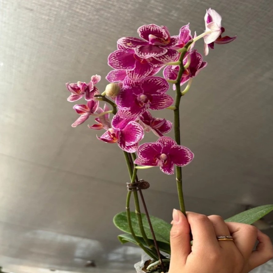 蝴蝶兰——可乐 (任意两颗包邮只拍一颗发苗)
