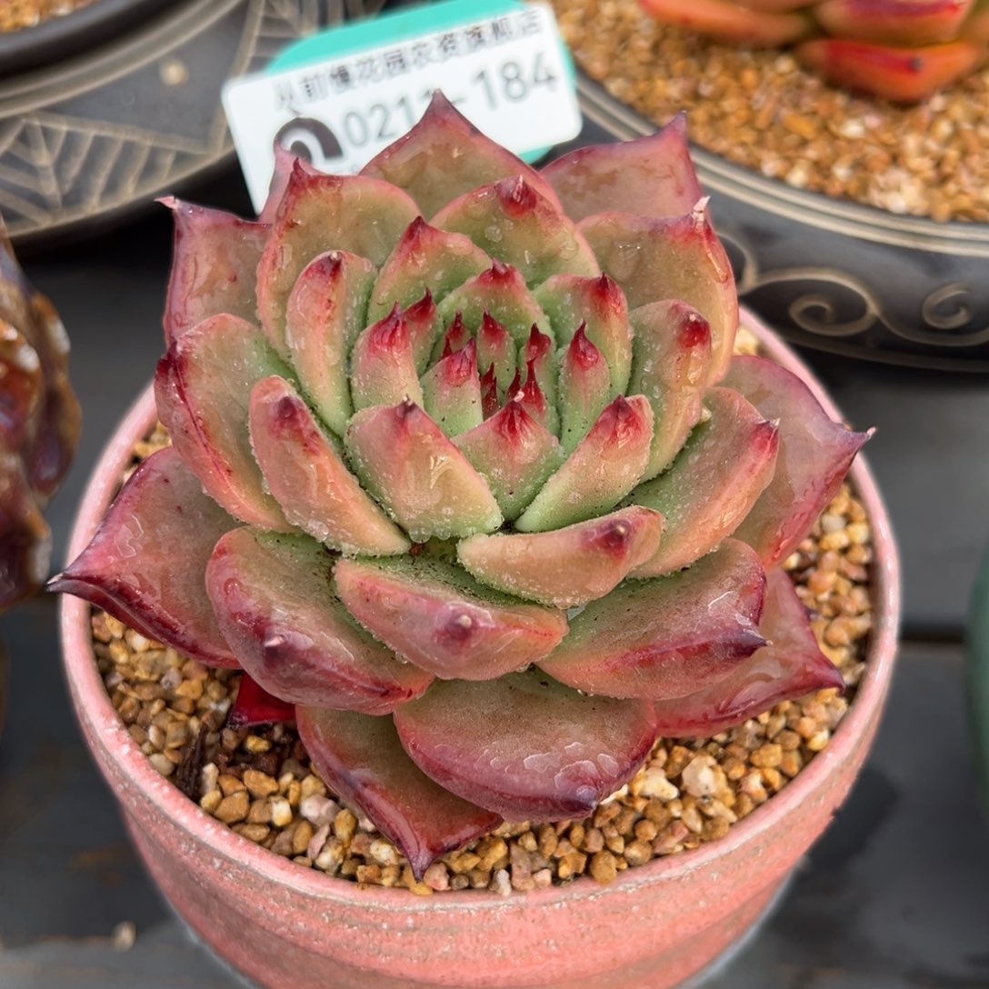 从前慢多肉精选编号0211.184