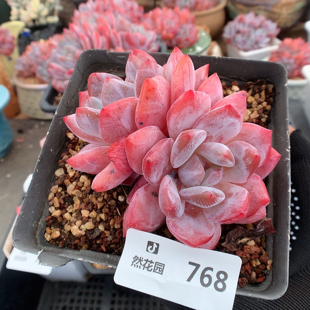 768雪天使多肉植物66666