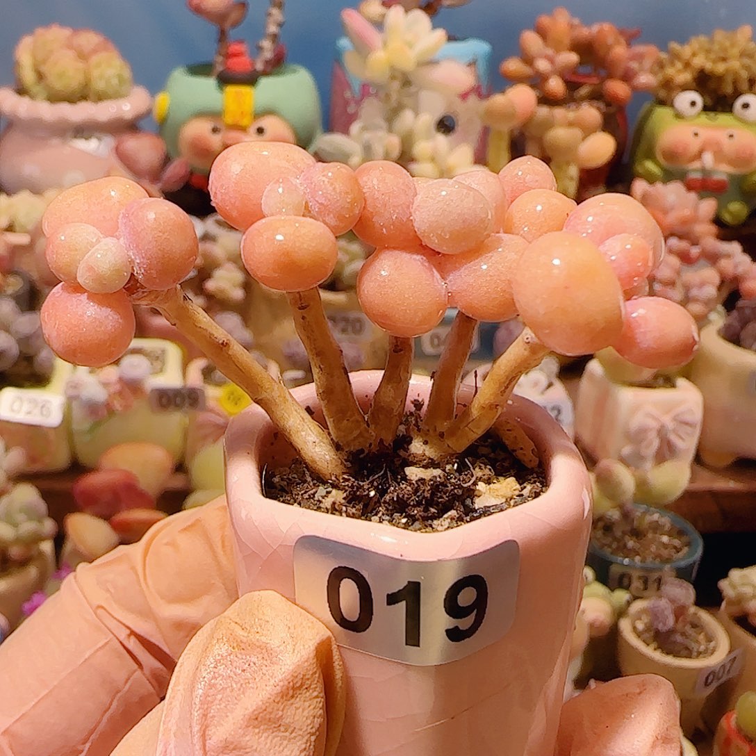 大***耳T造型桃蛋盆口2.5cm带土球