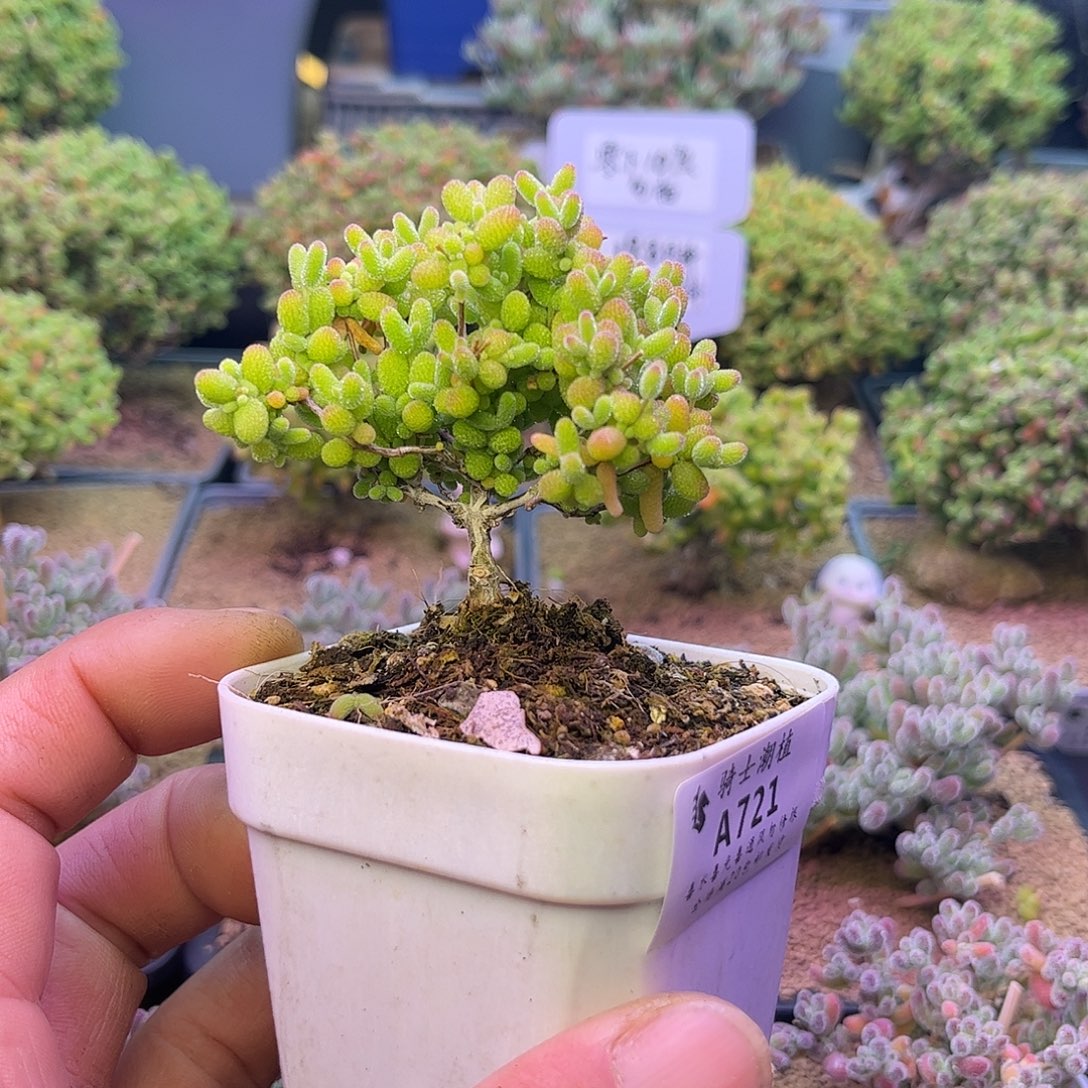 721蜜橘糖球枝干番杏