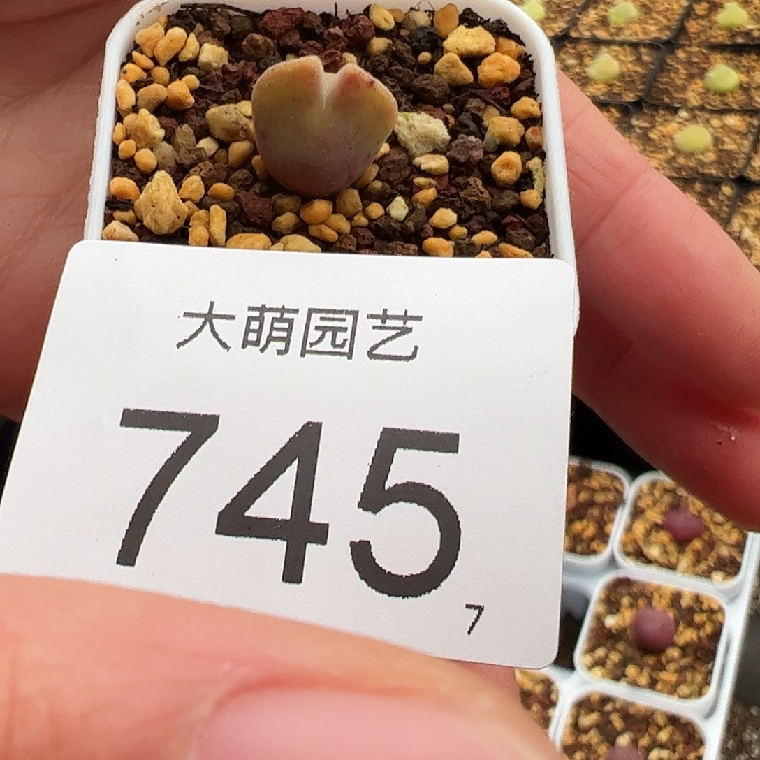 0000745 一物一拍脱土发