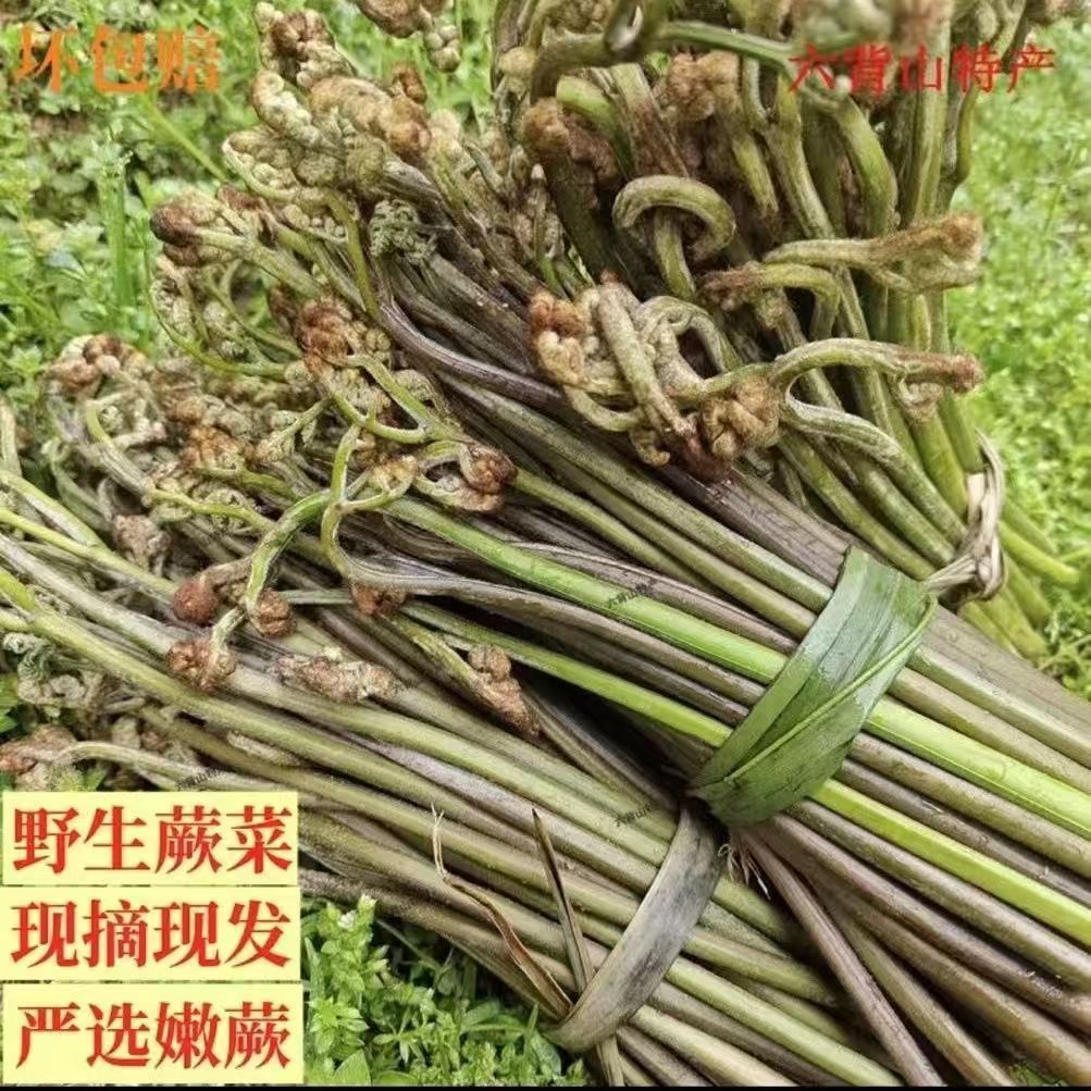 贵州特产高山野生蕨菜现摘现发当季蔬菜