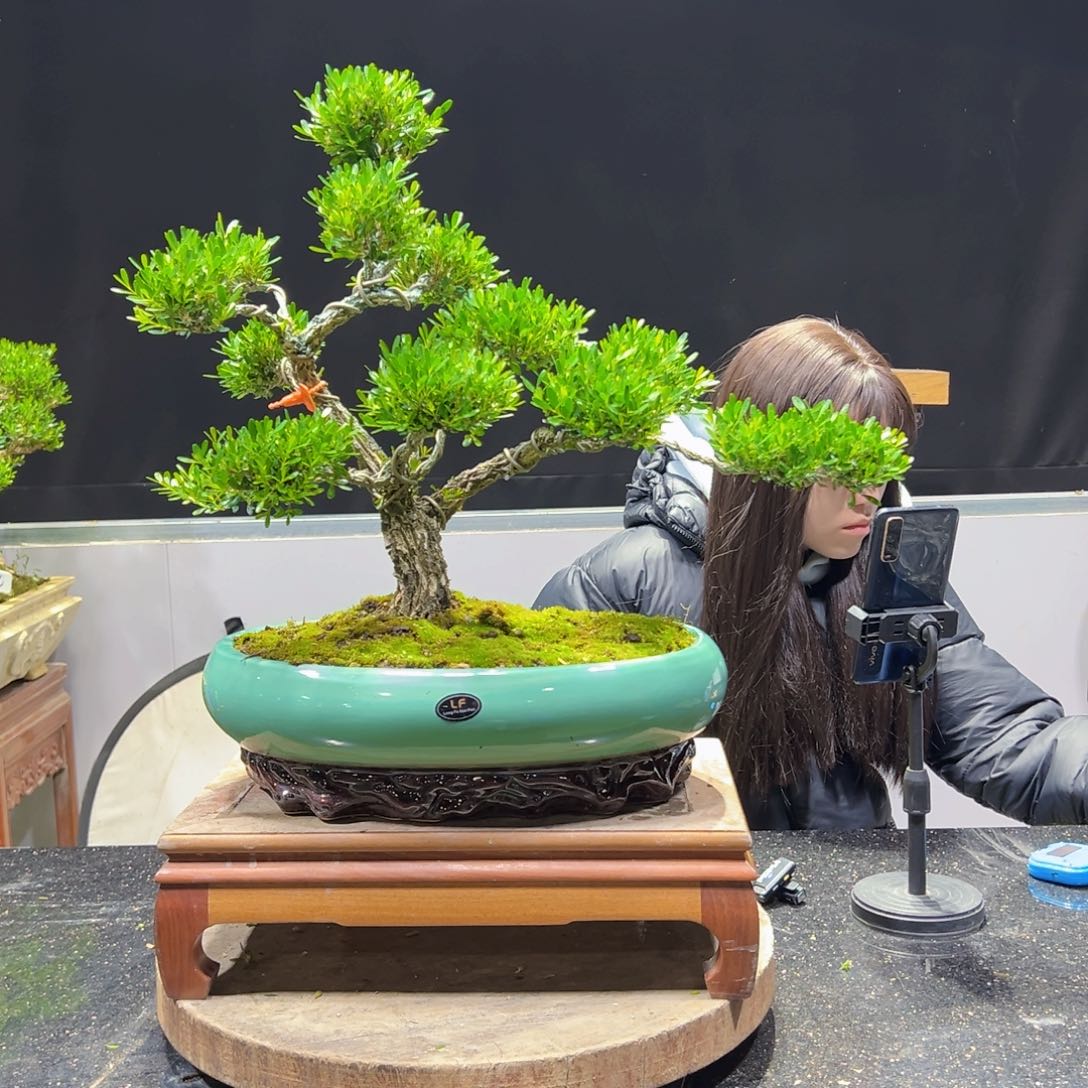 黄杨盆景老桩四季长青