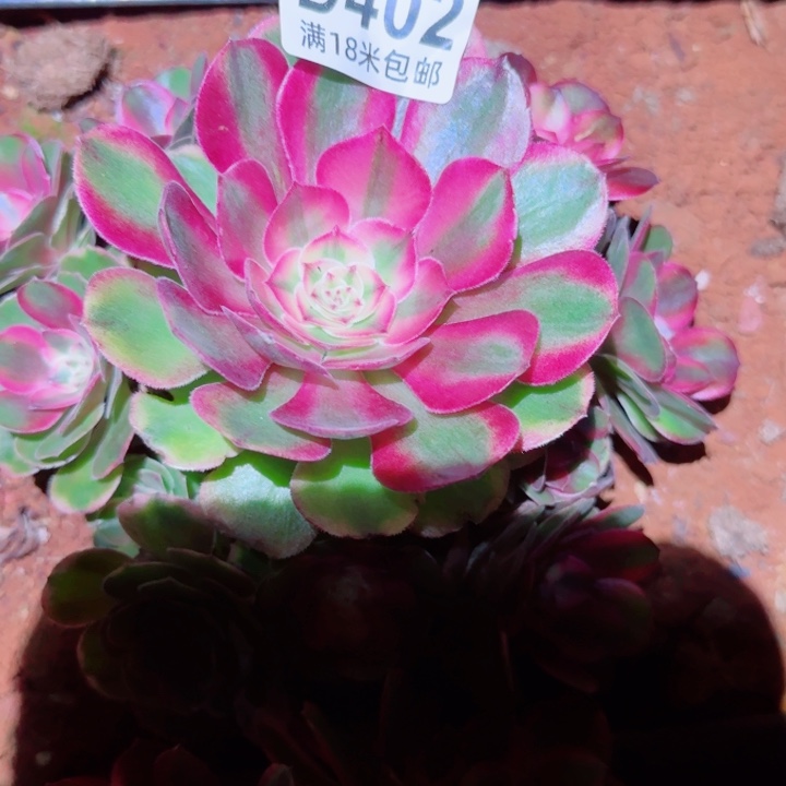 多肉法师荔枝捧花