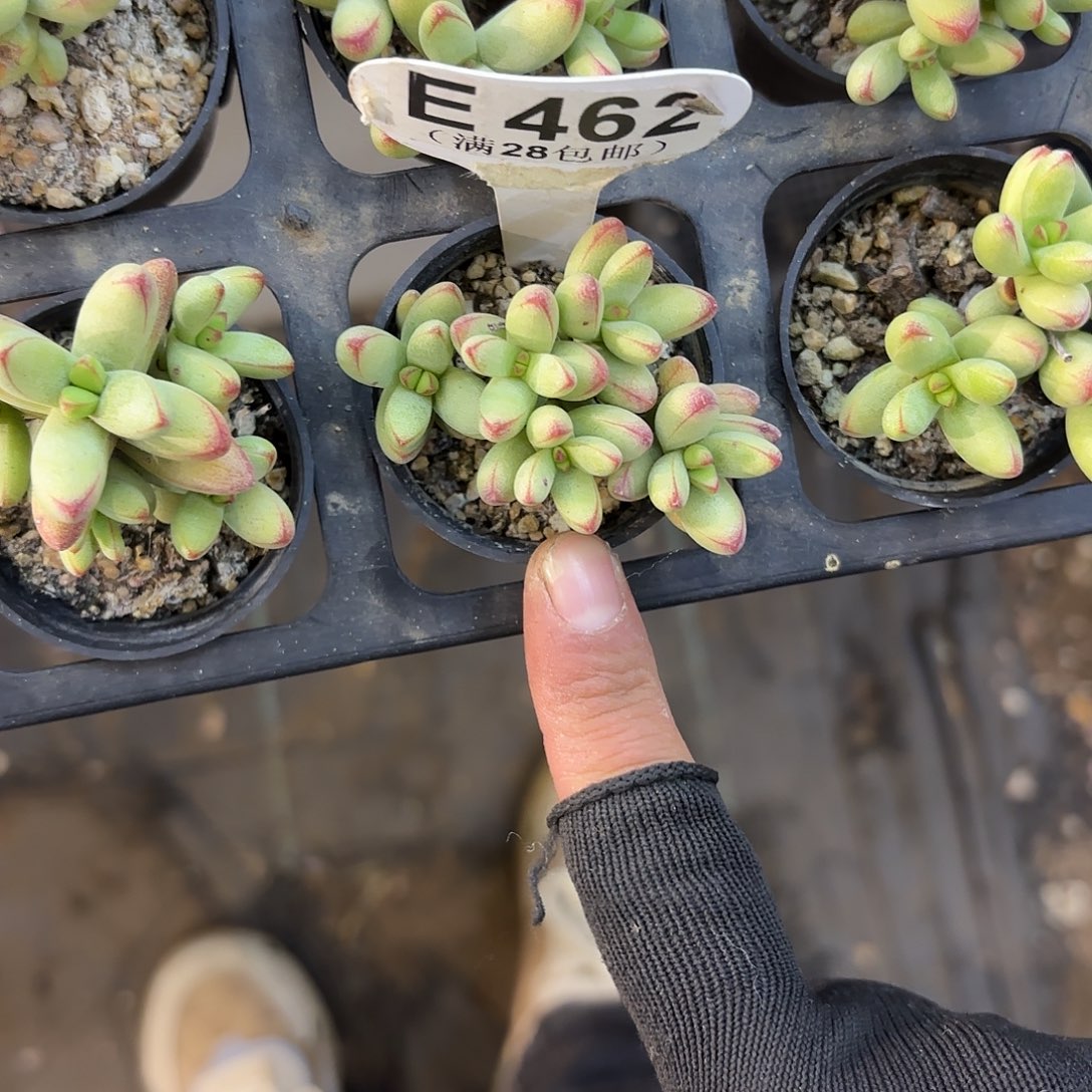 E462小天狗一物一拍