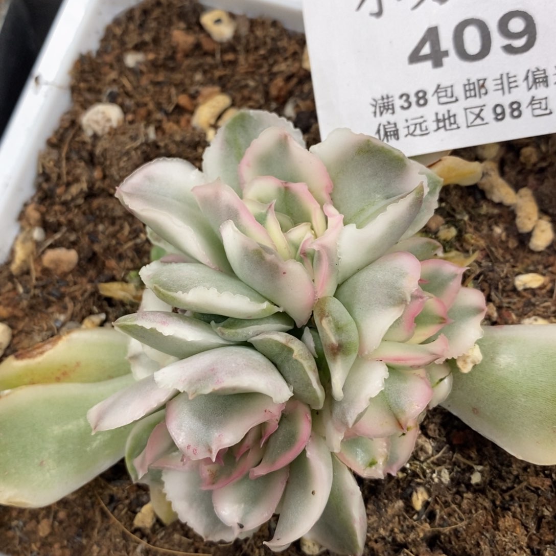 409紫蝴蝶锦底座六头