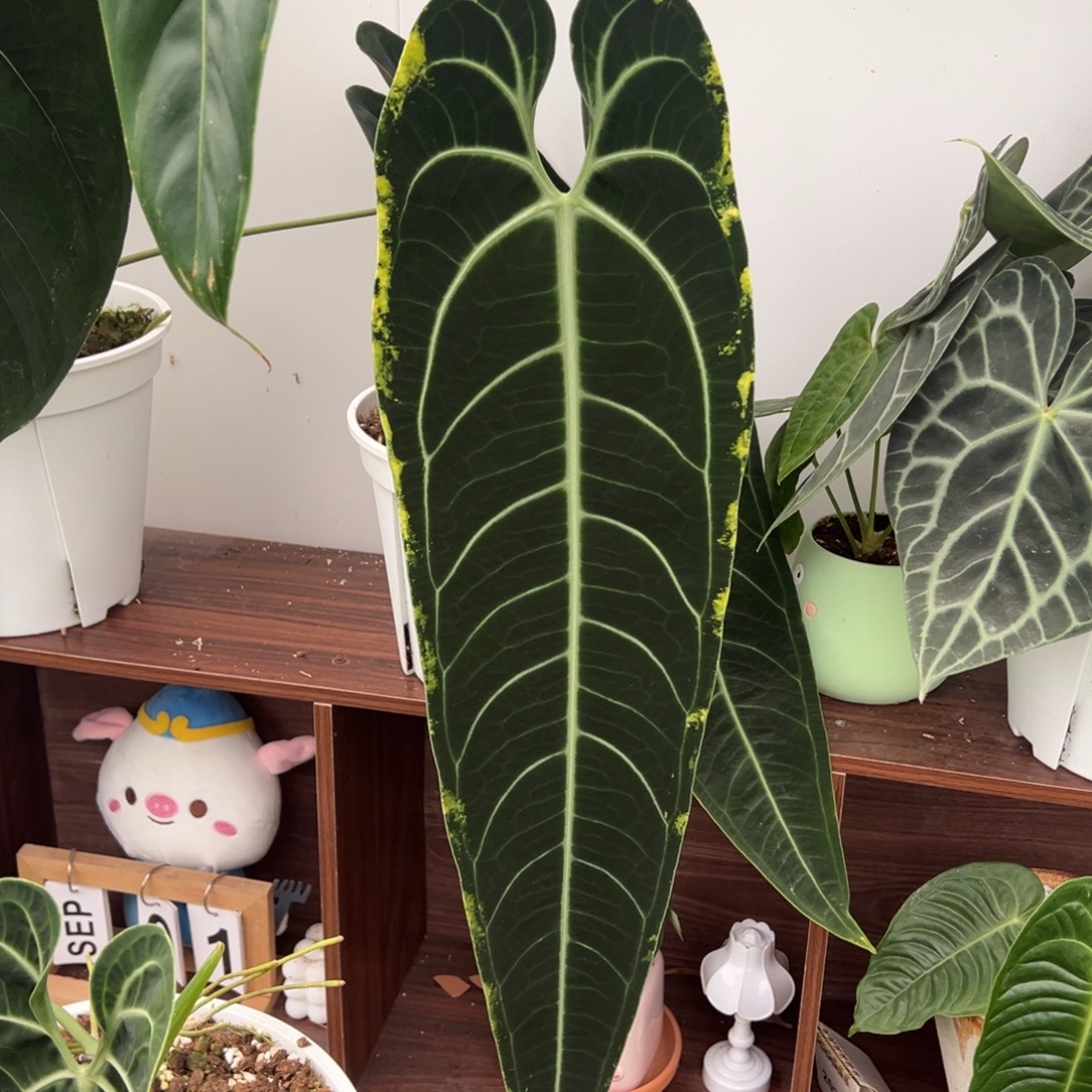 完全开放金边鹤后叶长68