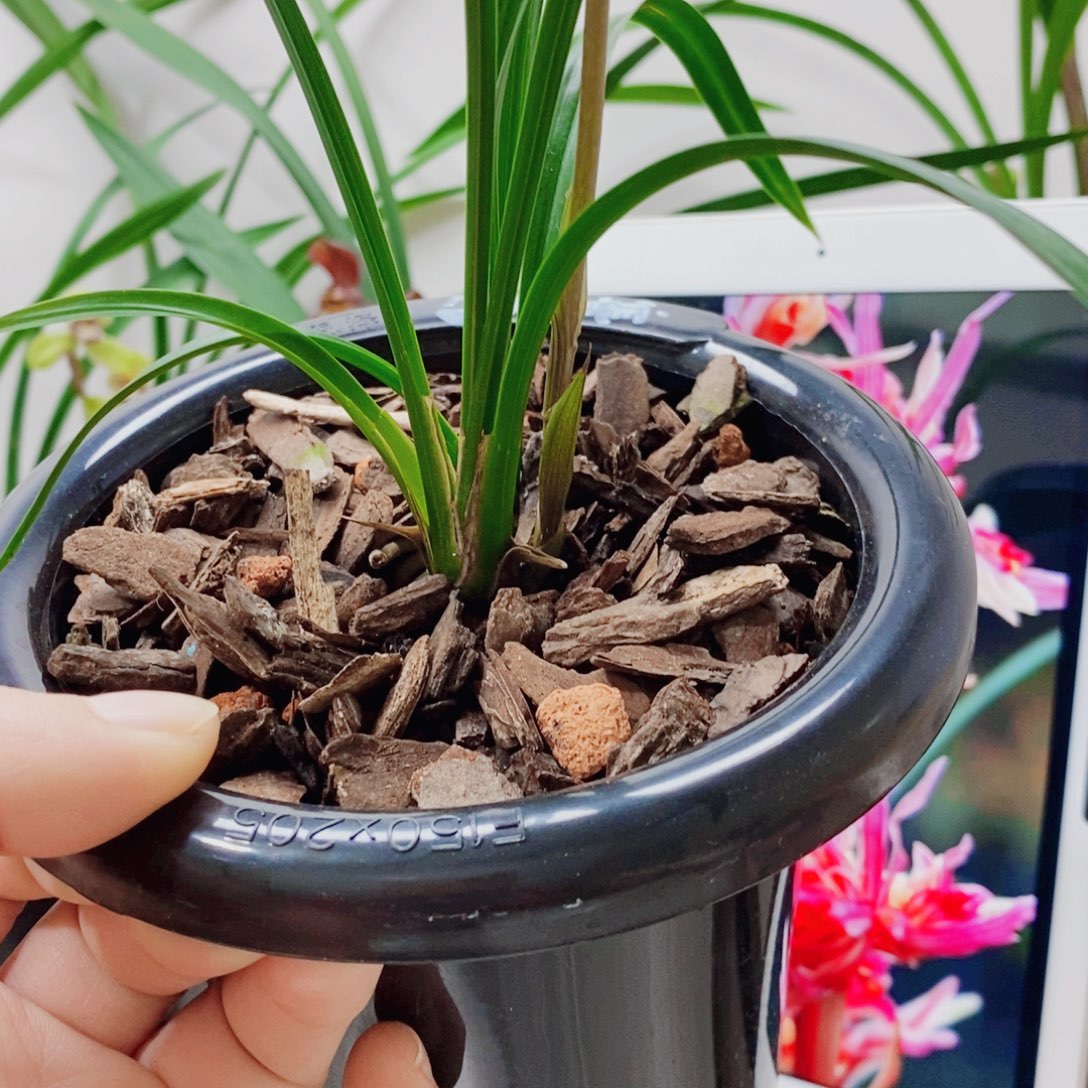 啊***！大部分花苞少量开放