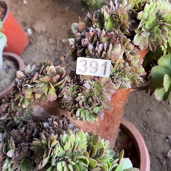 如***燕多肉植物一个万追391