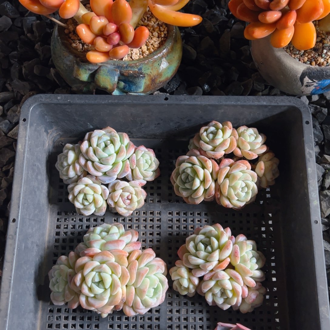 冰玉群5头起1111111