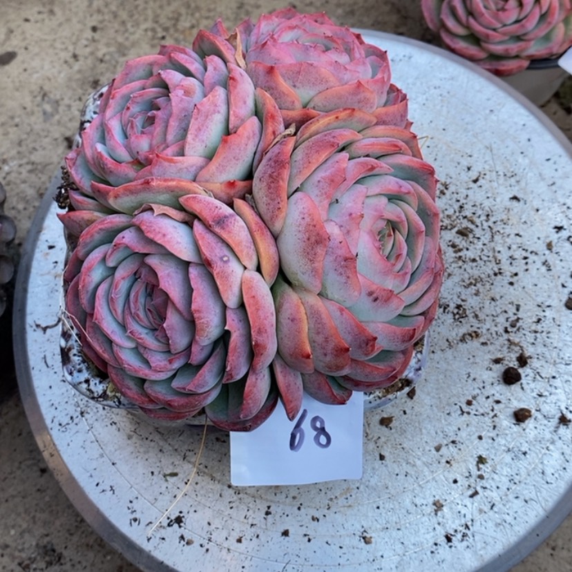 【闪购商品】龙*舞多肉植物的