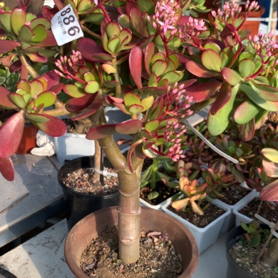 舍*886紫叶脱土发货