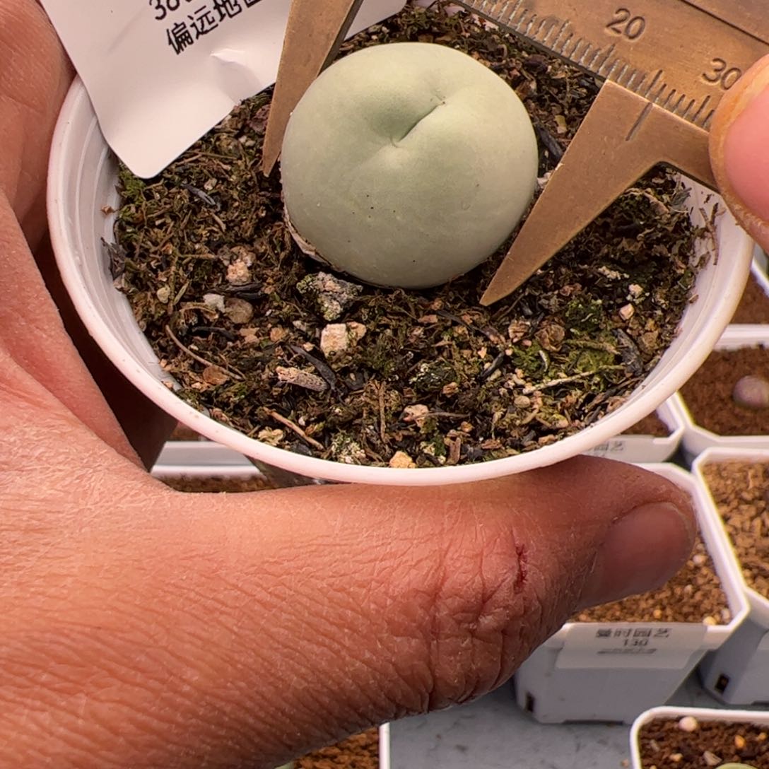 2.7鸽子蛋多肉植物195