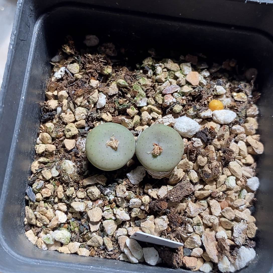 21356。 一颗双头杂交奶油嘴。  