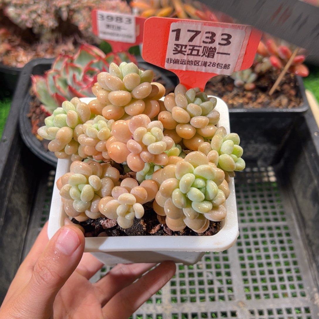 表妹精品多肉1733.