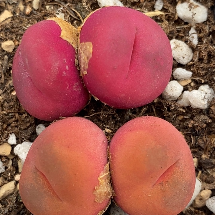 1386两颗一组一组