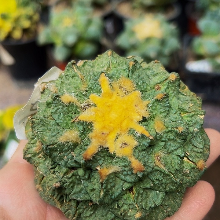 无花朵落地自根勾尤密尤龟怒牡丹396