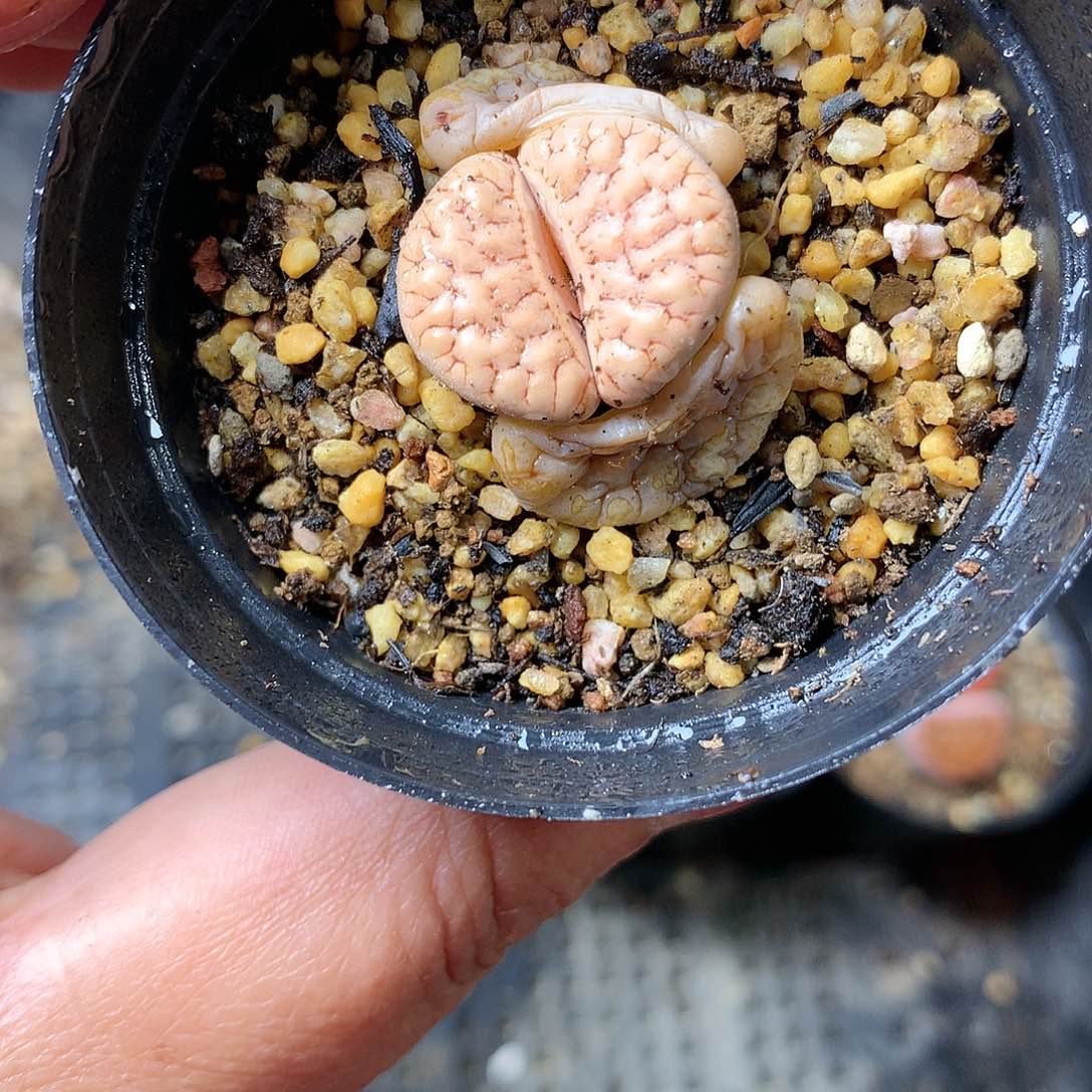 X236多肉植物保护研究所