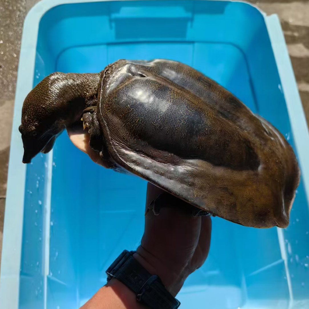 顺丰包邮鲜活野甲鱼 秋季美食 中秋送礼佳品国庆节