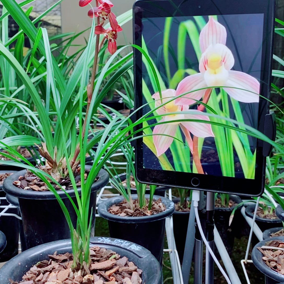 大部分花苞少量开放