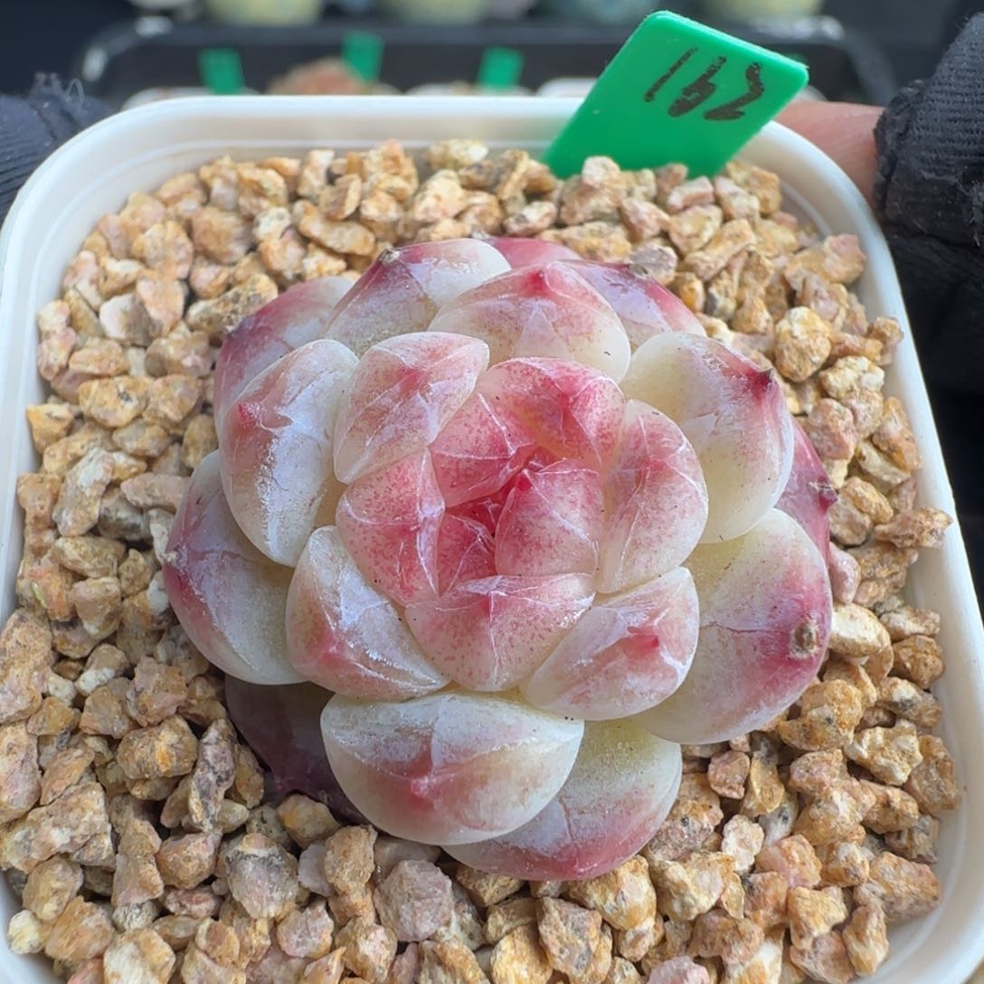 多肉 162    糖心   5厘米盆