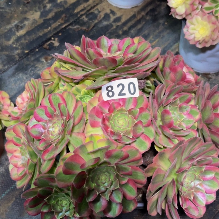 820老庄多肉法师雨荷