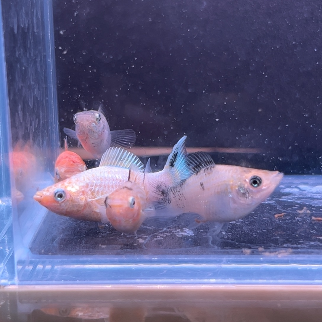 孔雀鱼玛丽崽两条多的备损