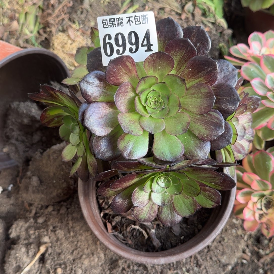 法师墨染6994 19-48