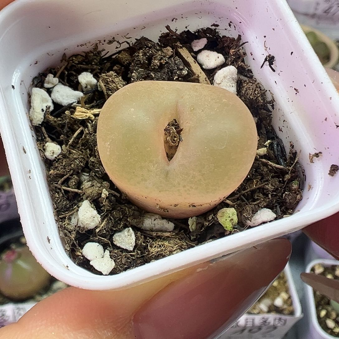 537超毛带盆土发货