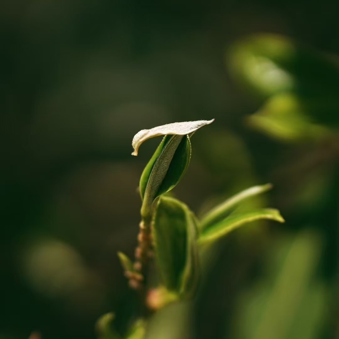易武高杆      云南茗片
