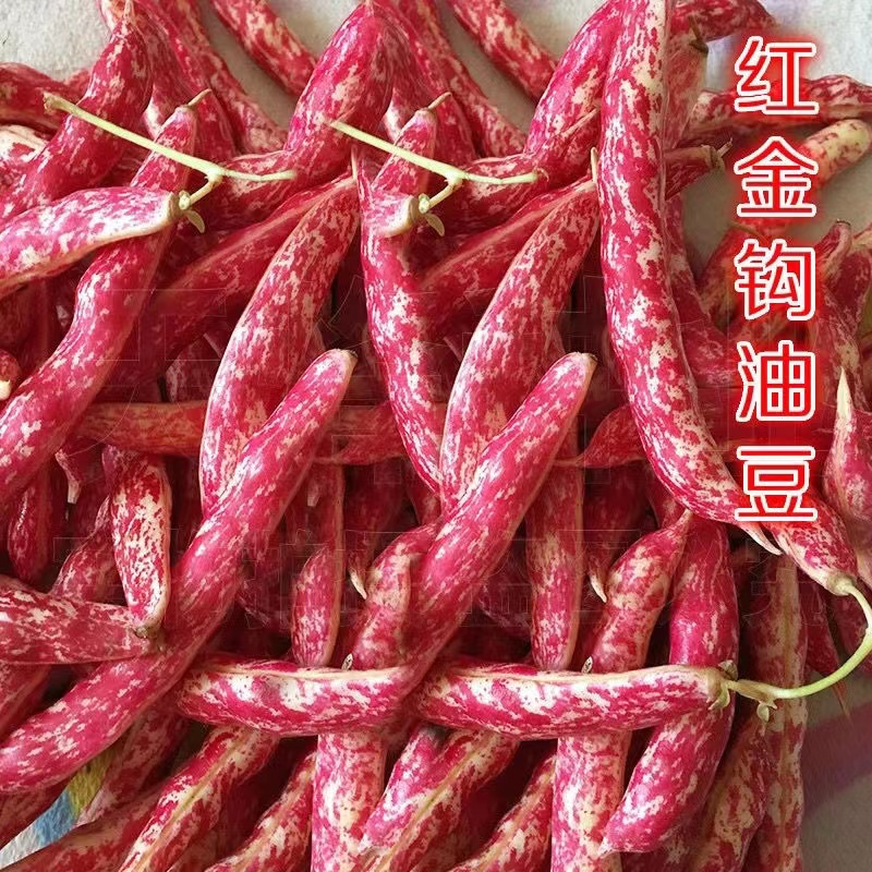 东北吉林梨树特产红金勾豆角油豆角3斤5斤顺丰包邮