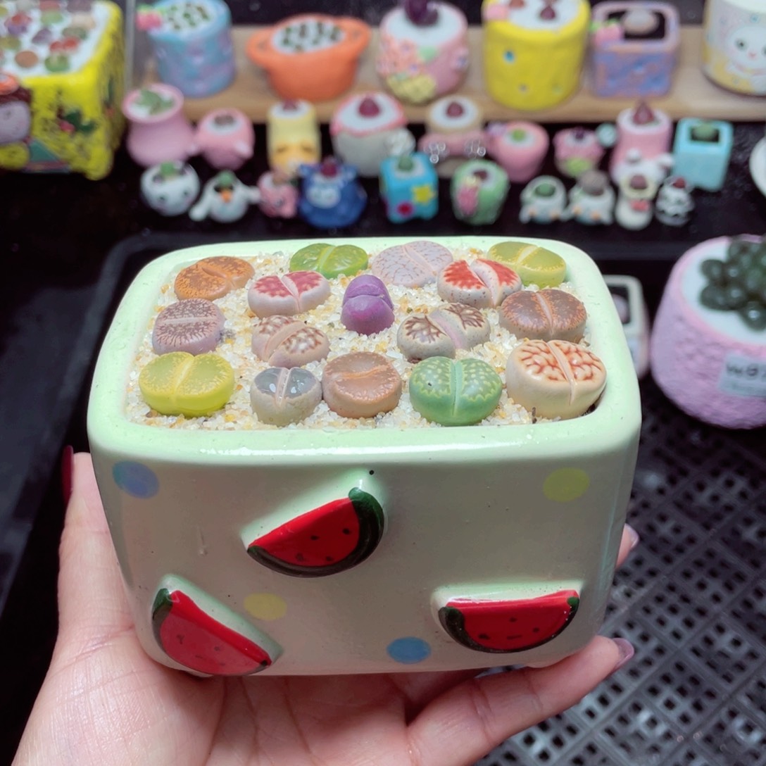 w9756 带盆土发货-零下地区拍保温箱