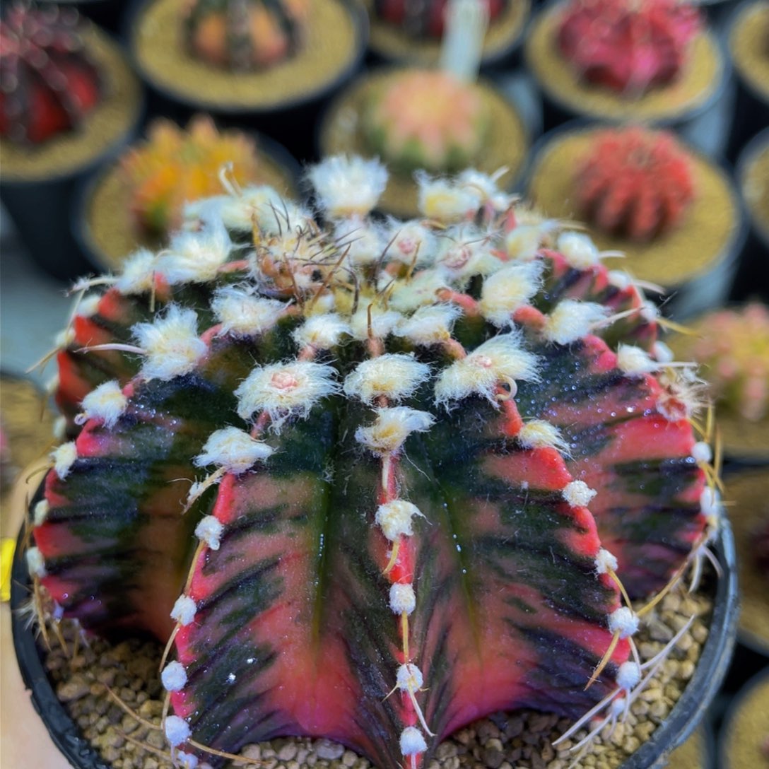 米哈星球00000000000002