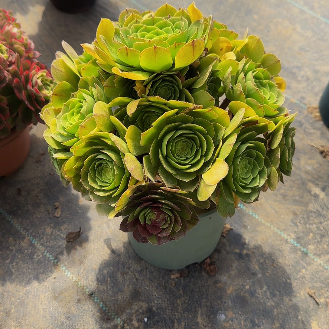 多肉植物万圣夜老庄