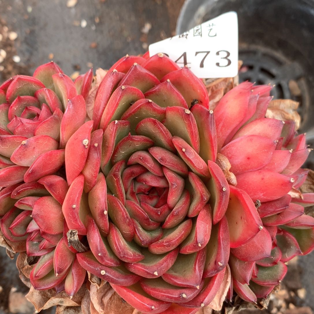 2743杂交多肉植物