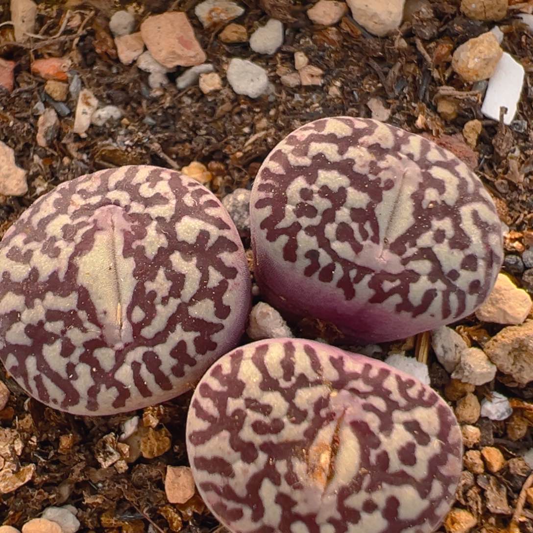 85多肉植物百科知识