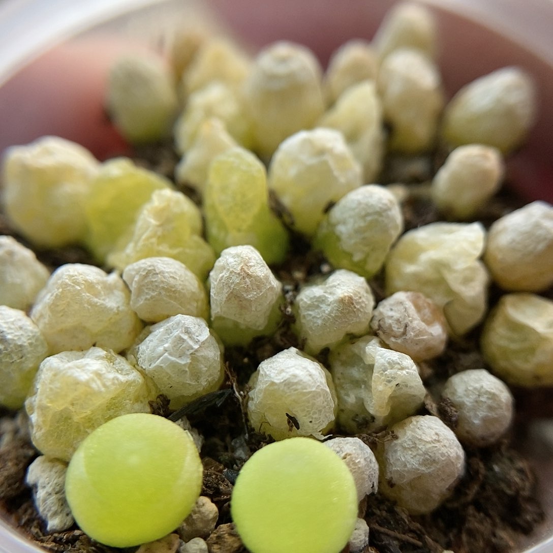 哈墨灯泡20颗二蜕苗子带老皮发货包邮