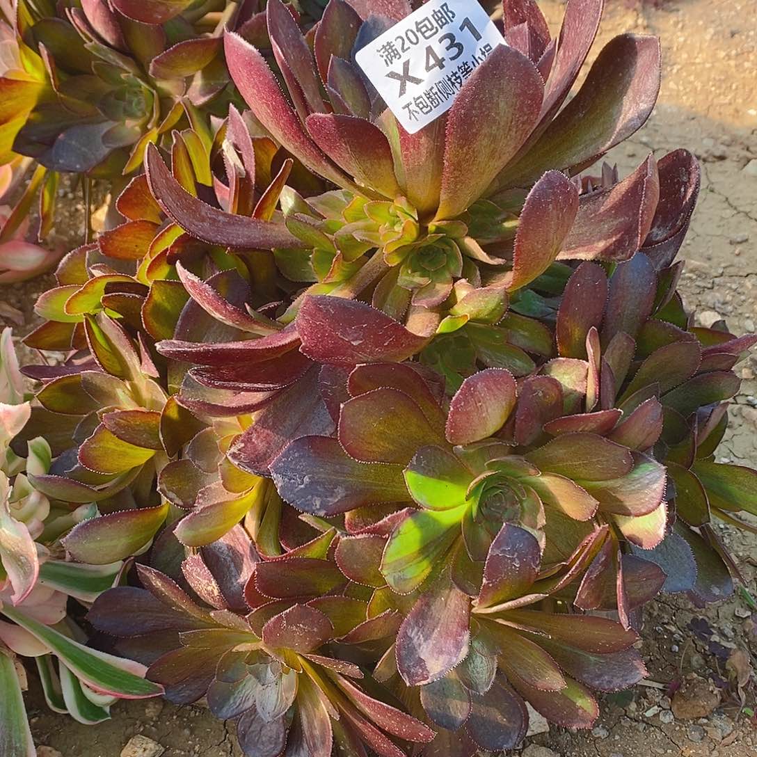 431花无缺多肉法师