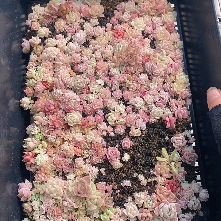 53 多肉植物盆栽花卉植物