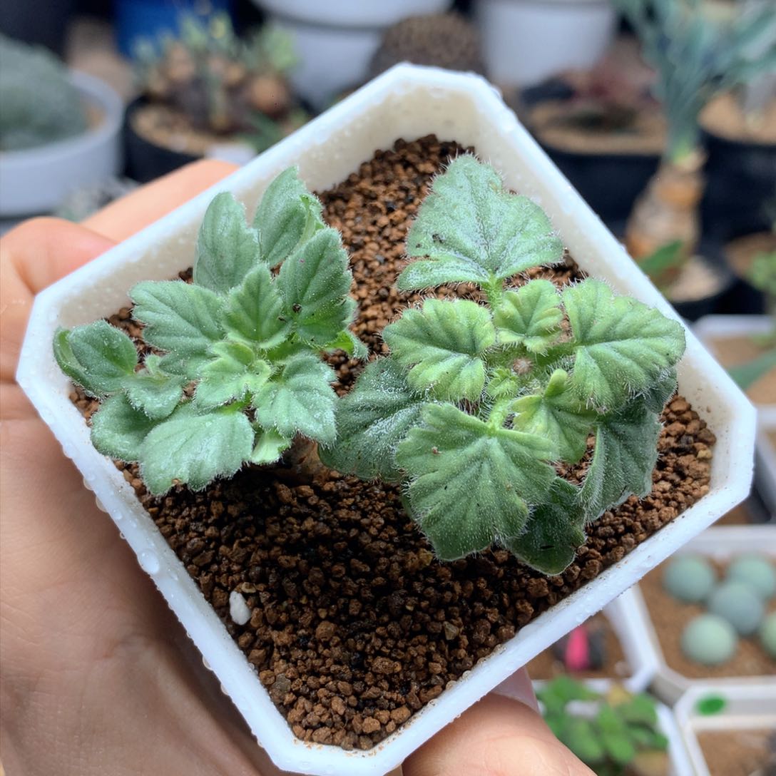 文纳森杨葵母本脱土