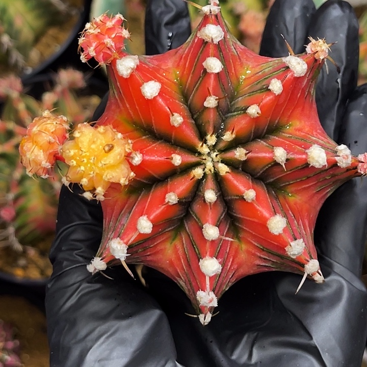 大红臀 小高蓉 一物一拍