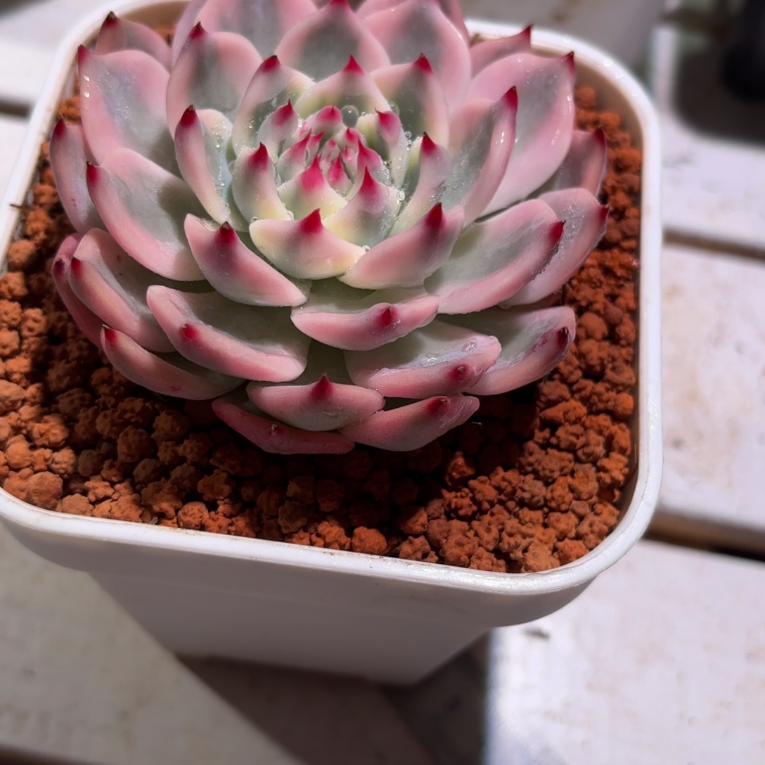 吉娃娃锦多肉植物