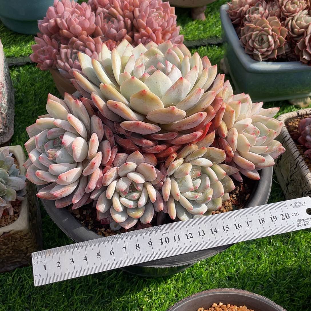 橙梦露群生多肉植物一物一拍