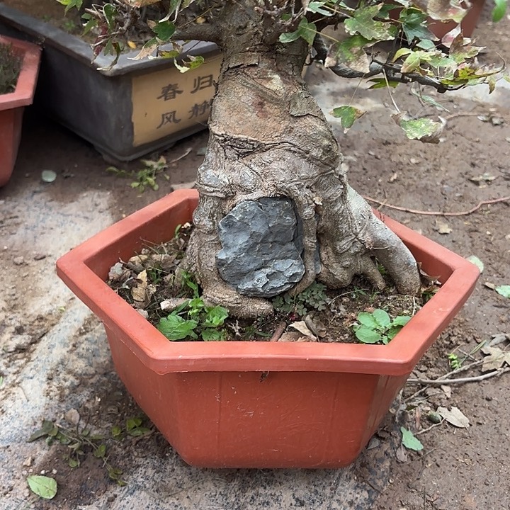 星***号无花朵哈哈哈哈哈