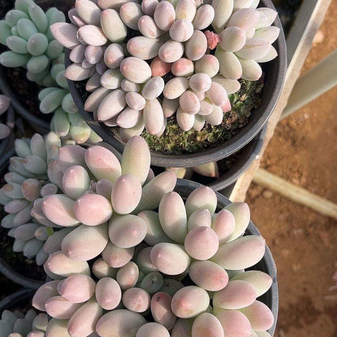 寄养链接的肉肉的肉肉