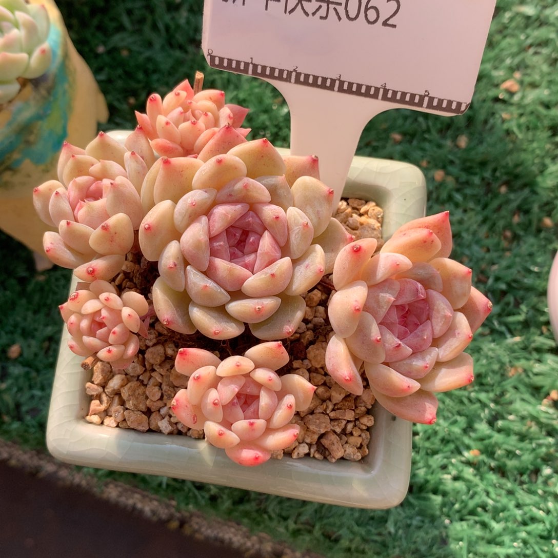 麦秆自然群精品多肉